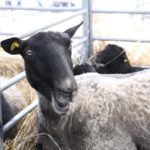 Targi rolnicze TECHAGRO (Brno Czechy) odwiedza ponad sto tysięcy gości